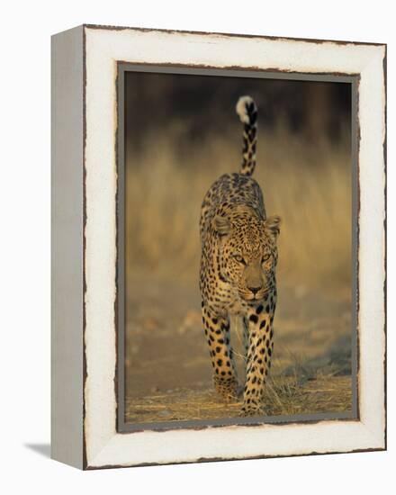 Leopard, Panthera Pardus, Duesternbrook Private Game Reserve, Windhoek, Namibia, Africa-Thorsten Milse-Framed Premier Image Canvas