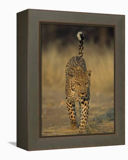 Leopard, Panthera Pardus, Duesternbrook Private Game Reserve, Windhoek, Namibia, Africa-Thorsten Milse-Framed Premier Image Canvas