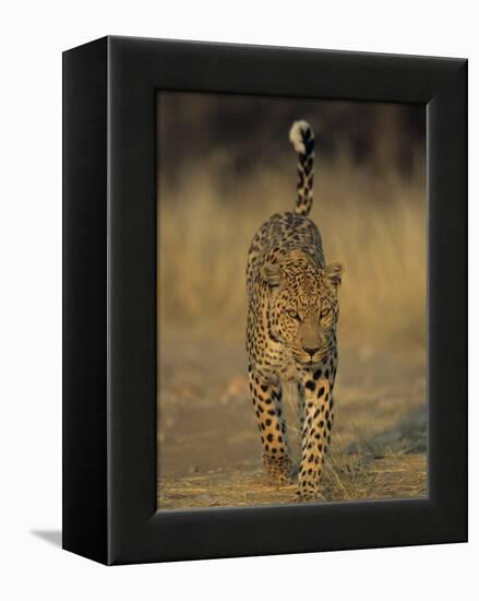 Leopard, Panthera Pardus, Duesternbrook Private Game Reserve, Windhoek, Namibia, Africa-Thorsten Milse-Framed Premier Image Canvas