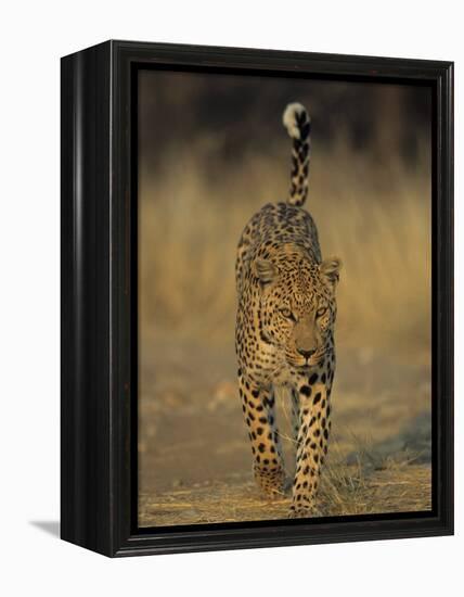 Leopard, Panthera Pardus, Duesternbrook Private Game Reserve, Windhoek, Namibia, Africa-Thorsten Milse-Framed Premier Image Canvas