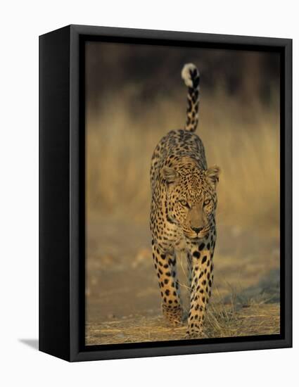 Leopard, Panthera Pardus, Duesternbrook Private Game Reserve, Windhoek, Namibia, Africa-Thorsten Milse-Framed Premier Image Canvas