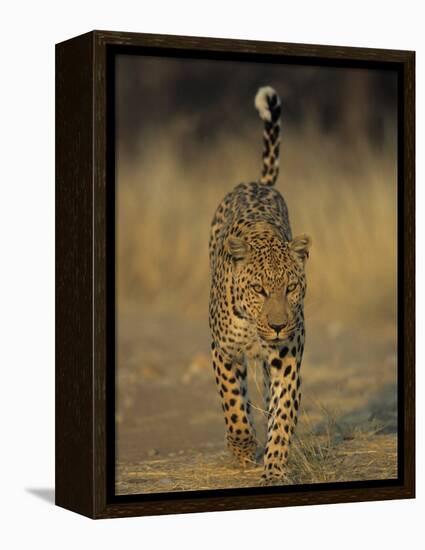 Leopard, Panthera Pardus, Duesternbrook Private Game Reserve, Windhoek, Namibia, Africa-Thorsten Milse-Framed Premier Image Canvas