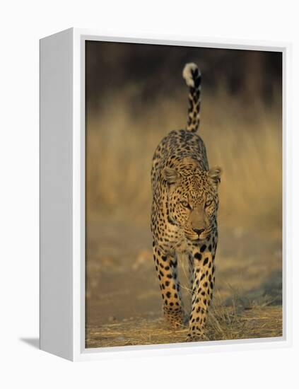 Leopard, Panthera Pardus, Duesternbrook Private Game Reserve, Windhoek, Namibia, Africa-Thorsten Milse-Framed Premier Image Canvas