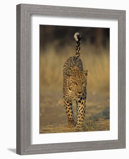 Leopard, Panthera Pardus, Duesternbrook Private Game Reserve, Windhoek, Namibia, Africa-Thorsten Milse-Framed Photographic Print