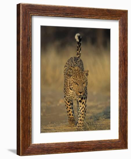 Leopard, Panthera Pardus, Duesternbrook Private Game Reserve, Windhoek, Namibia, Africa-Thorsten Milse-Framed Photographic Print