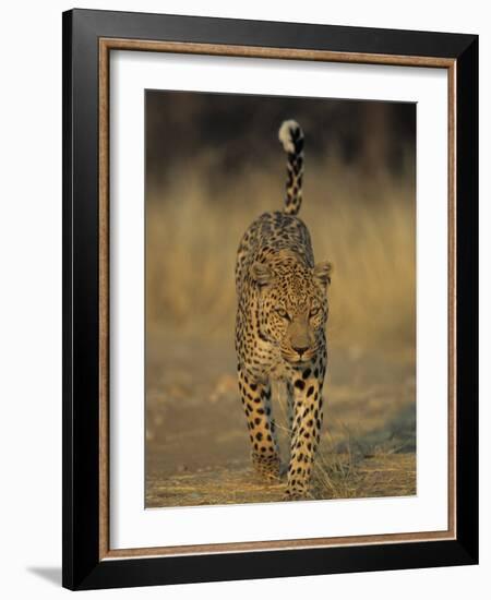 Leopard, Panthera Pardus, Duesternbrook Private Game Reserve, Windhoek, Namibia, Africa-Thorsten Milse-Framed Photographic Print