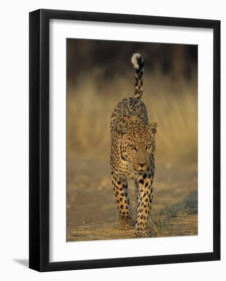 Leopard, Panthera Pardus, Duesternbrook Private Game Reserve, Windhoek, Namibia, Africa-Thorsten Milse-Framed Photographic Print