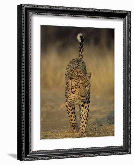 Leopard, Panthera Pardus, Duesternbrook Private Game Reserve, Windhoek, Namibia, Africa-Thorsten Milse-Framed Photographic Print