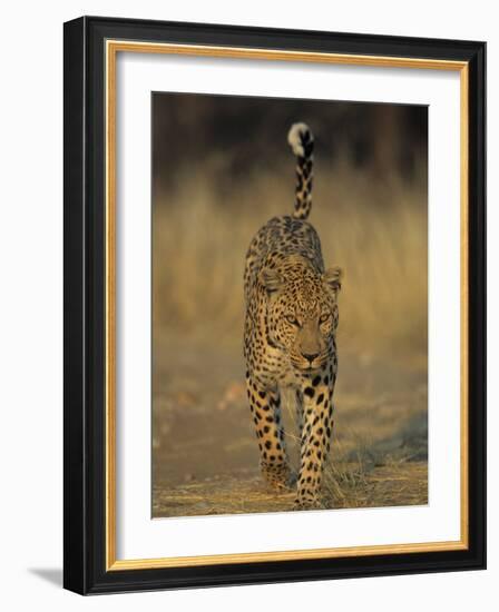 Leopard, Panthera Pardus, Duesternbrook Private Game Reserve, Windhoek, Namibia, Africa-Thorsten Milse-Framed Photographic Print