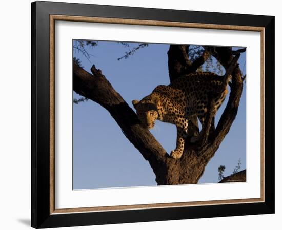 Leopard, Panthera Pardus, Duesternbrook Private Game Reserve, Windhoek, Namibia, Africa-Thorsten Milse-Framed Photographic Print