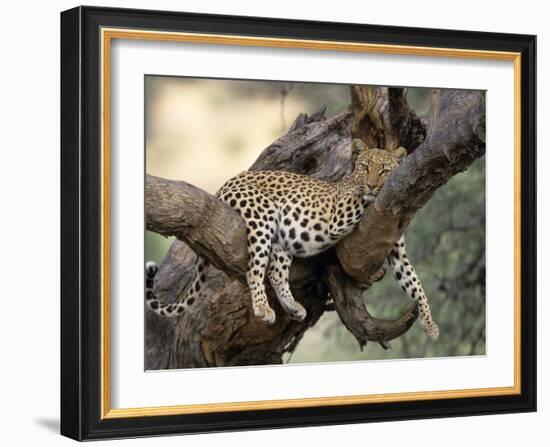 Leopard, (Panthera Pardus), Duesternbrook Private Game Reserve, Windhoek, Namibia-Thorsten Milse-Framed Photographic Print