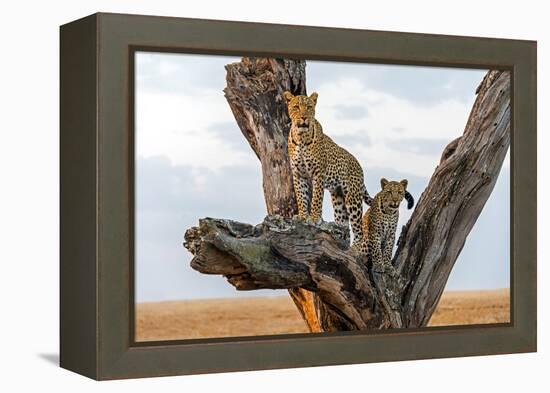 Leopard (Panthera Pardus) Family on Tree, Serengeti National Park, Tanzania-null-Framed Stretched Canvas