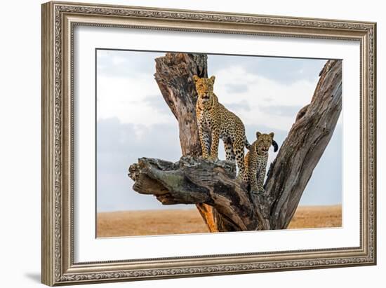 Leopard (Panthera Pardus) Family on Tree, Serengeti National Park, Tanzania-null-Framed Photographic Print