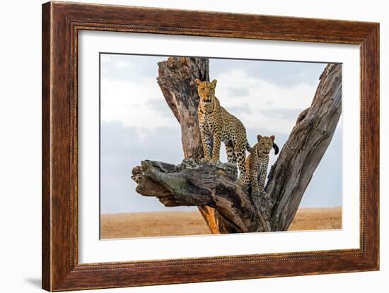 Leopard (Panthera Pardus) Family on Tree, Serengeti National Park, Tanzania-null-Framed Photographic Print