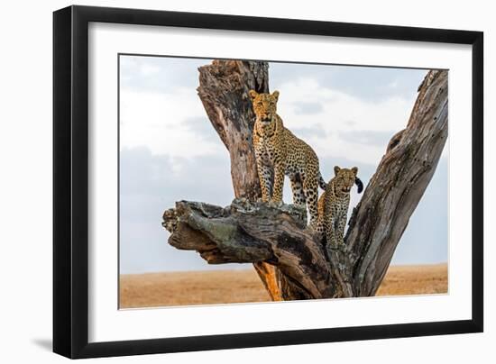 Leopard (Panthera Pardus) Family on Tree, Serengeti National Park, Tanzania-null-Framed Photographic Print