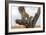 Leopard (Panthera Pardus) Family on Tree, Serengeti National Park, Tanzania-null-Framed Photographic Print