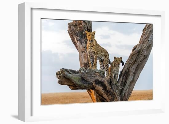 Leopard (Panthera Pardus) Family on Tree, Serengeti National Park, Tanzania-null-Framed Photographic Print