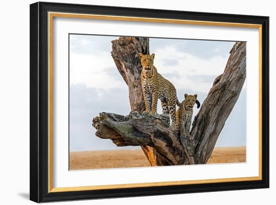 Leopard (Panthera Pardus) Family on Tree, Serengeti National Park, Tanzania-null-Framed Photographic Print