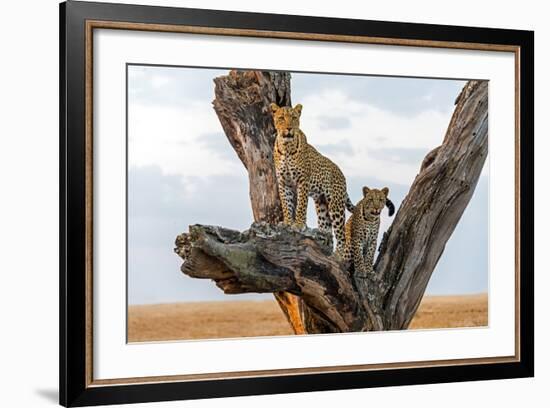 Leopard (Panthera Pardus) Family on Tree, Serengeti National Park, Tanzania-null-Framed Photographic Print