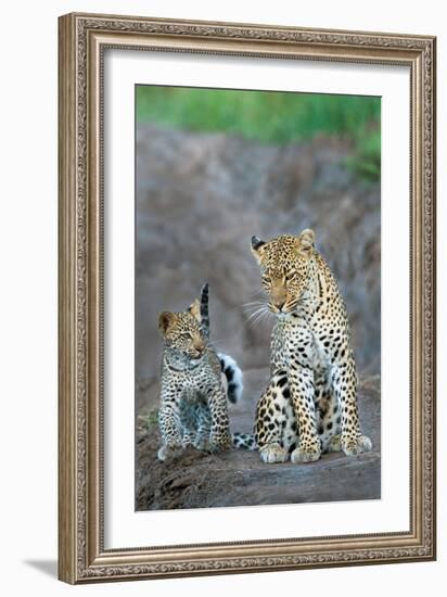 Leopard (Panthera Pardus) Family, Serengeti National Park, Tanzania-null-Framed Photographic Print