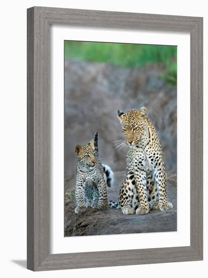 Leopard (Panthera Pardus) Family, Serengeti National Park, Tanzania-null-Framed Photographic Print