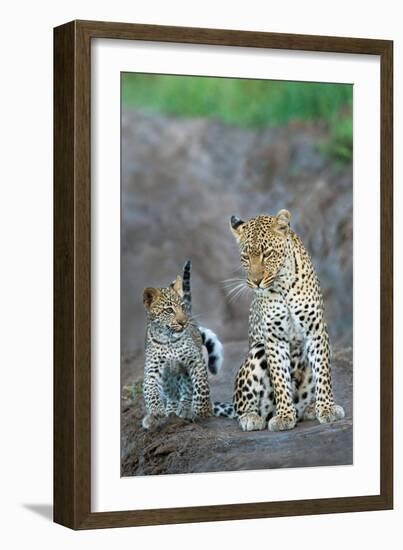 Leopard (Panthera Pardus) Family, Serengeti National Park, Tanzania-null-Framed Photographic Print