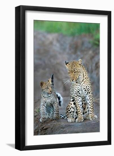 Leopard (Panthera Pardus) Family, Serengeti National Park, Tanzania-null-Framed Photographic Print