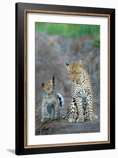 Leopard (Panthera Pardus) Family, Serengeti National Park, Tanzania-null-Framed Photographic Print