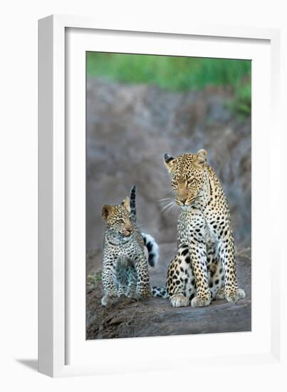 Leopard (Panthera Pardus) Family, Serengeti National Park, Tanzania-null-Framed Photographic Print