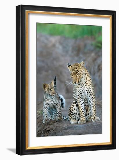 Leopard (Panthera Pardus) Family, Serengeti National Park, Tanzania-null-Framed Photographic Print