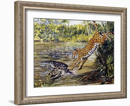 Leopard (Panthera Pardus), Felidae, Assaulting Black Caiman (Melanosuchus Niger), Alligatoridae-null-Framed Giclee Print