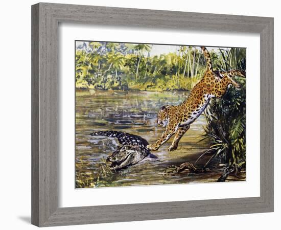 Leopard (Panthera Pardus), Felidae, Assaulting Black Caiman (Melanosuchus Niger), Alligatoridae-null-Framed Giclee Print