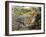 Leopard (Panthera Pardus), Felidae, Assaulting Black Caiman (Melanosuchus Niger), Alligatoridae-null-Framed Giclee Print