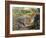 Leopard (Panthera Pardus), Felidae, Assaulting Black Caiman (Melanosuchus Niger), Alligatoridae-null-Framed Giclee Print