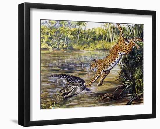 Leopard (Panthera Pardus), Felidae, Assaulting Black Caiman (Melanosuchus Niger), Alligatoridae-null-Framed Giclee Print