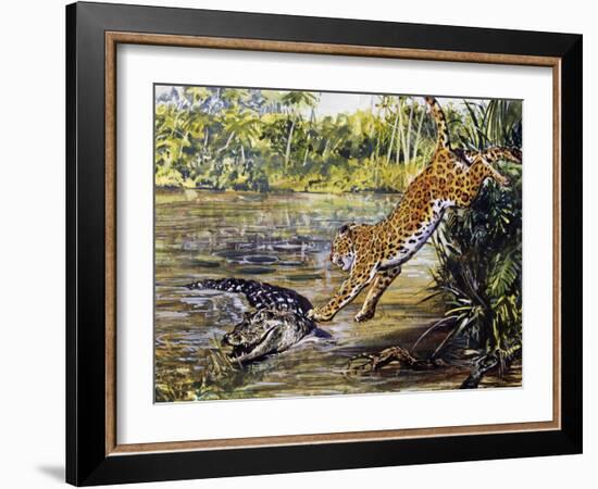 Leopard (Panthera Pardus), Felidae, Assaulting Black Caiman (Melanosuchus Niger), Alligatoridae-null-Framed Giclee Print