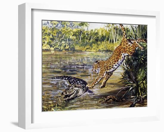 Leopard (Panthera Pardus), Felidae, Assaulting Black Caiman (Melanosuchus Niger), Alligatoridae-null-Framed Giclee Print