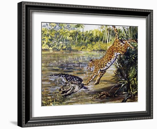 Leopard (Panthera Pardus), Felidae, Assaulting Black Caiman (Melanosuchus Niger), Alligatoridae-null-Framed Giclee Print