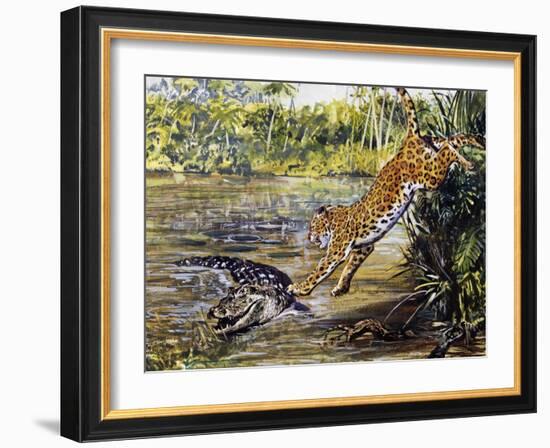 Leopard (Panthera Pardus), Felidae, Assaulting Black Caiman (Melanosuchus Niger), Alligatoridae-null-Framed Giclee Print