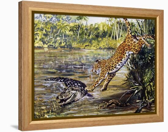 Leopard (Panthera Pardus), Felidae, Assaulting Black Caiman (Melanosuchus Niger), Alligatoridae-null-Framed Premier Image Canvas