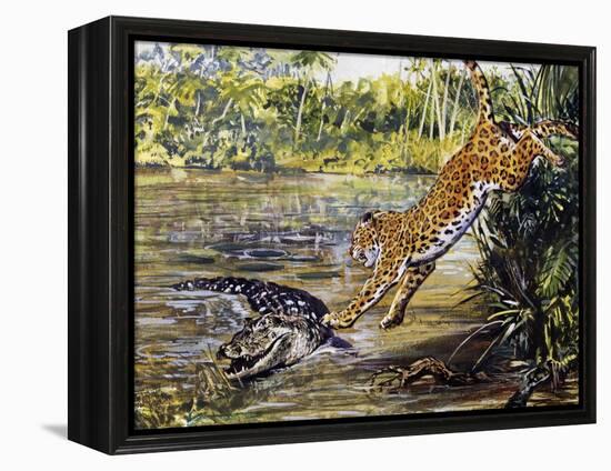 Leopard (Panthera Pardus), Felidae, Assaulting Black Caiman (Melanosuchus Niger), Alligatoridae-null-Framed Premier Image Canvas