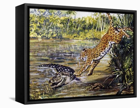 Leopard (Panthera Pardus), Felidae, Assaulting Black Caiman (Melanosuchus Niger), Alligatoridae-null-Framed Premier Image Canvas