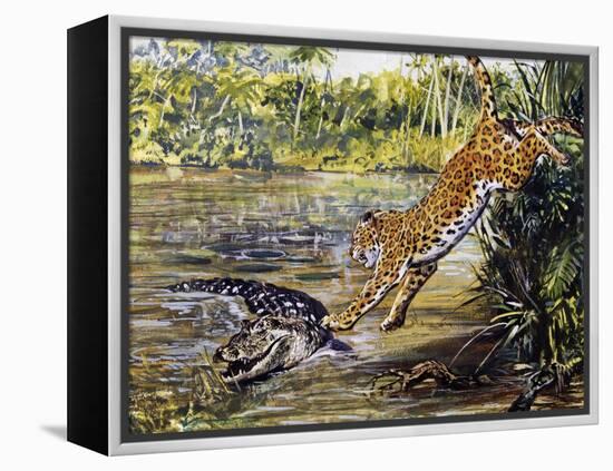 Leopard (Panthera Pardus), Felidae, Assaulting Black Caiman (Melanosuchus Niger), Alligatoridae-null-Framed Premier Image Canvas