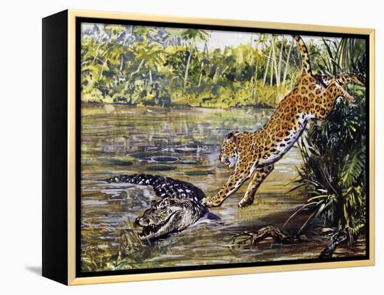 Leopard (Panthera Pardus), Felidae, Assaulting Black Caiman (Melanosuchus Niger), Alligatoridae-null-Framed Premier Image Canvas