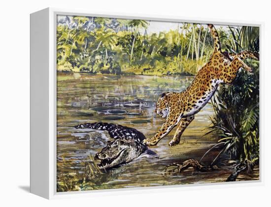 Leopard (Panthera Pardus), Felidae, Assaulting Black Caiman (Melanosuchus Niger), Alligatoridae-null-Framed Premier Image Canvas