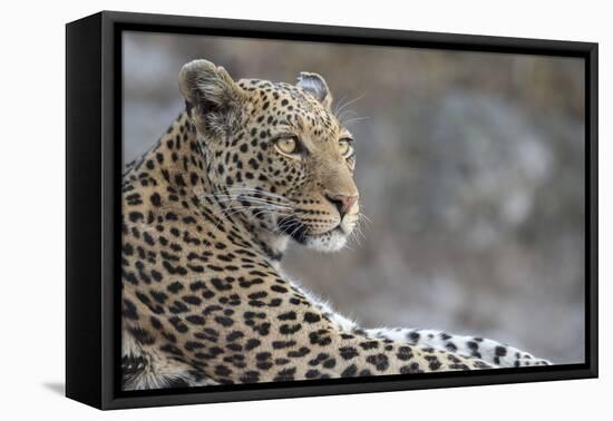 Leopard (Panthera pardus) female, Chobe National Park, Botswana-Ann and Steve Toon-Framed Premier Image Canvas