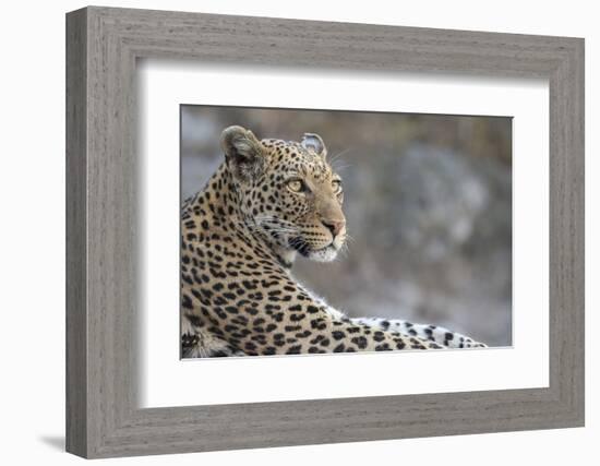 Leopard (Panthera pardus) female, Chobe National Park, Botswana-Ann and Steve Toon-Framed Photographic Print