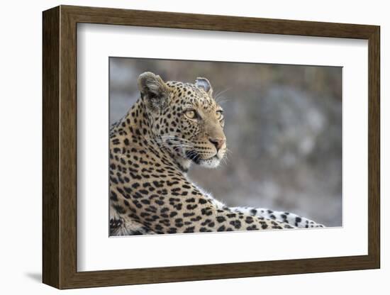 Leopard (Panthera pardus) female, Chobe National Park, Botswana-Ann and Steve Toon-Framed Photographic Print