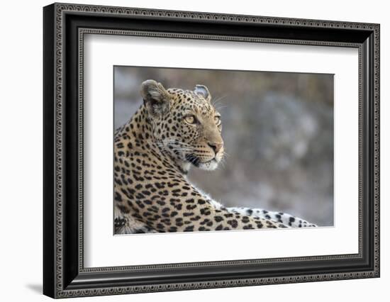 Leopard (Panthera pardus) female, Chobe National Park, Botswana-Ann and Steve Toon-Framed Photographic Print