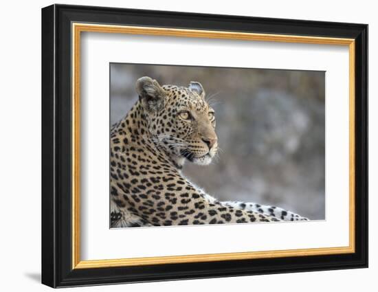 Leopard (Panthera pardus) female, Chobe National Park, Botswana-Ann and Steve Toon-Framed Photographic Print